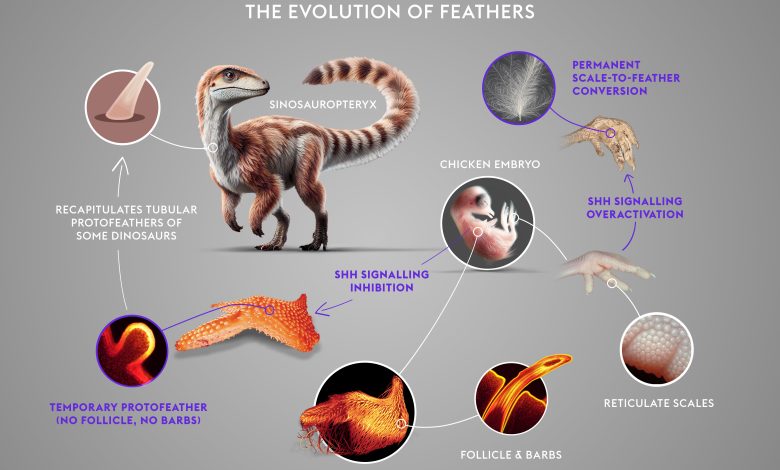 Diagram menunjukkan ekspresi hedgehog sonik dan evolusi bulu.