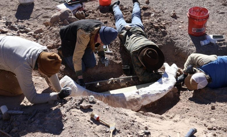 Tusk mammoth langka ditemukan di peternakan Texas Barat