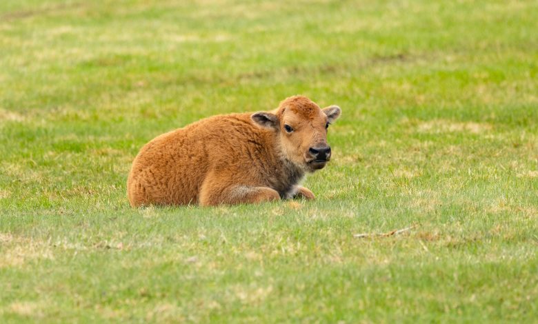 Bayi betis bison yang beristirahat di atas rumput.