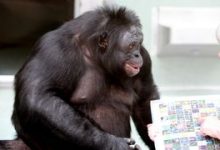 Foto bonobo dengan seorang wanita yang menunjuk ke papan yang penuh dengan simbol