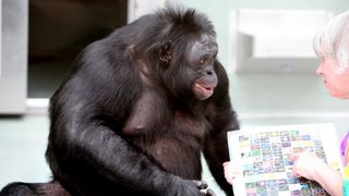 Foto bonobo dengan seorang wanita yang menunjuk ke papan yang penuh dengan simbol