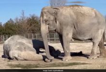 Video viral menunjukkan gajah berduka atas pasangannya selama 25 tahun: "memilukan"