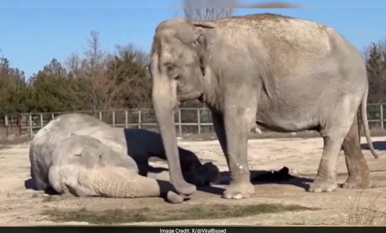 Video viral menunjukkan gajah berduka atas pasangannya selama 25 tahun: "memilukan"