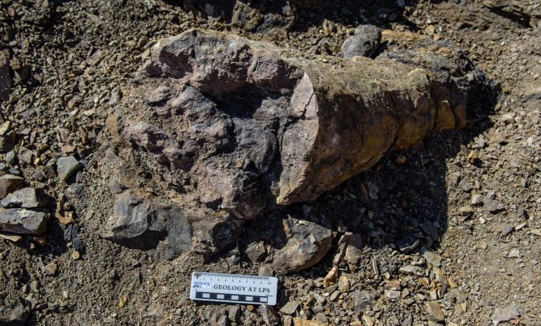 Fosil trunk Conifer pulih dari awal kepunahan massa akhir di bagian Taodonggou Selatan.