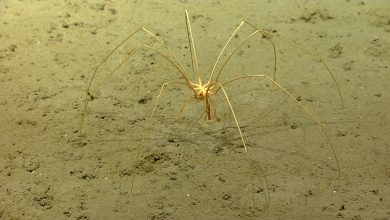 Perhatikan laba-laba laut dalam yang sangat besar merangkak di sekitar dasar laut sub-antarctic