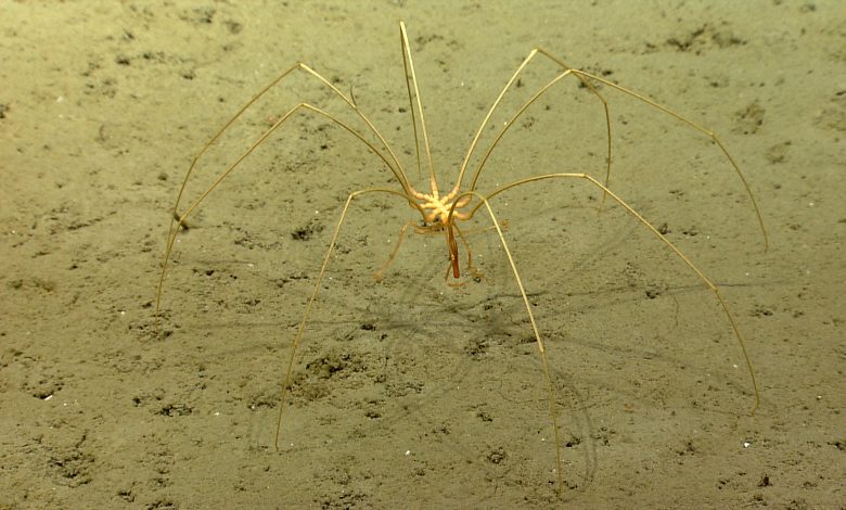 Perhatikan laba-laba laut dalam yang sangat besar merangkak di sekitar dasar laut sub-antarctic