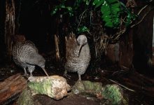 foto dua kiwi di hutan di malam hari