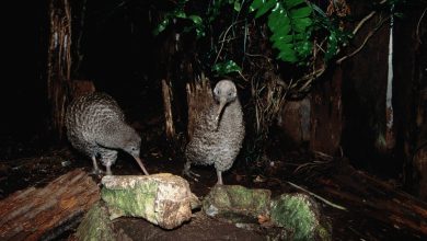 foto dua kiwi di hutan di malam hari