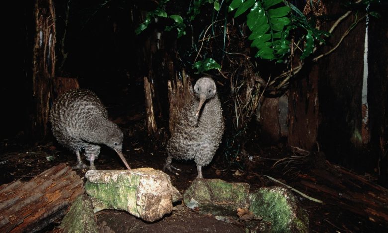 foto dua kiwi di hutan di malam hari