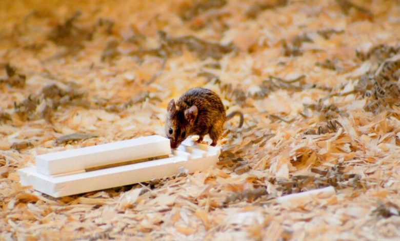 Tikus rumah dalam upaya yang ditargetkan untuk memecahkan masalah eksperimental. © MPI f. E