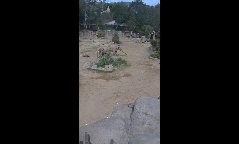 Bentuk gajah