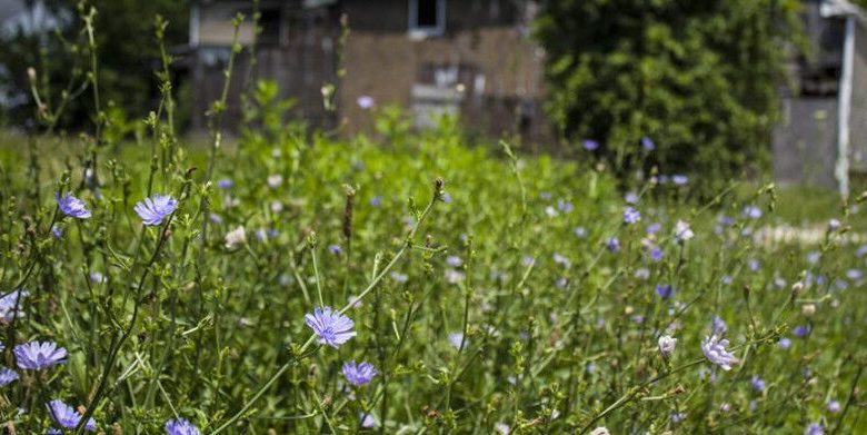 Chicory Growing in a Vacant Lot Credit: Sarah Scott