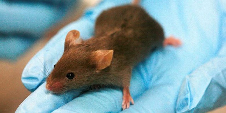 Brown Lab Mouse on Blue Gloved Hand Credit: University of Cambridge