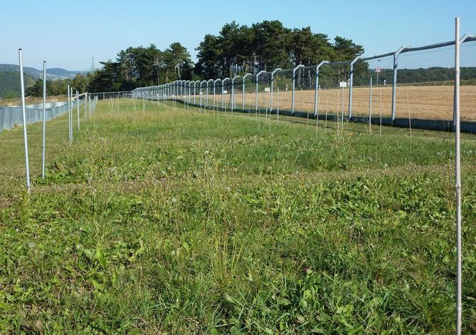Situs Nutnet di Jena Experiment di Jerman, Foto: Christiane Roscher