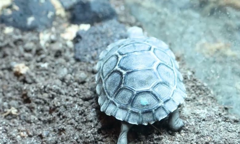Galapagos Tortoise Tukat debut secara publik untuk pertama kalinya - YouTube