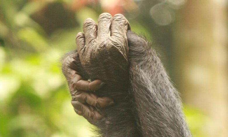 Dua bonobo betina menjepit tangan selama perawatan timbal balik. © Melodie Kreyer/ LKBP