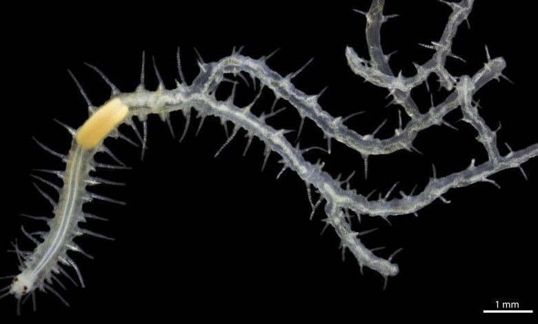 Fragmen ujung anterior cacing hidup individu (Ramisyllis Multicauda