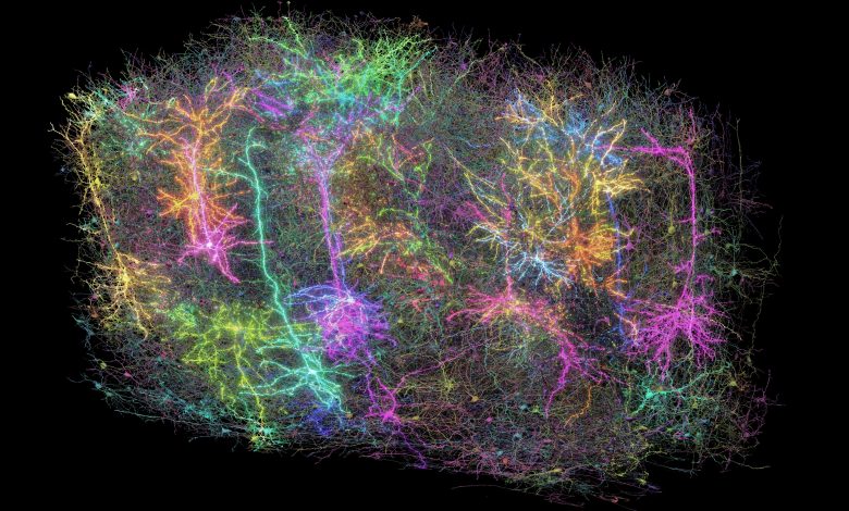 Rekonstruksi neuron di otak dalam warna pelangi