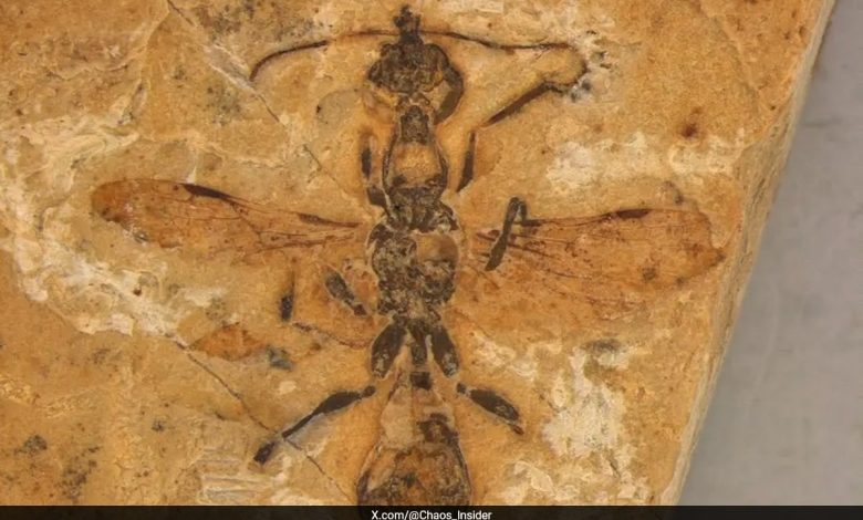Fosil 'semut neraka' berusia 113 juta tahun yang hidup dengan dinosaurus ditemukan di Brasil