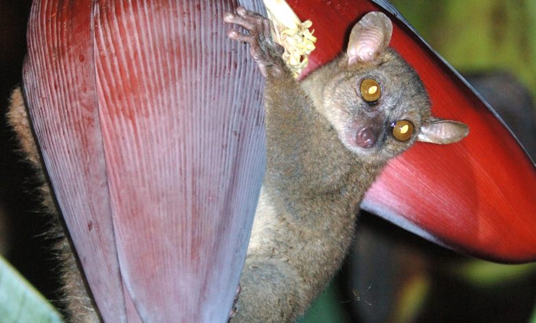 Lemur tikus raksasa utara: bola bulu bermata serangga dengan testis terbesar dari semua primata yang dikenal