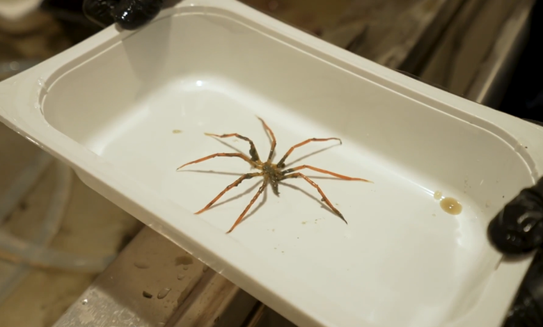Laba -laba laut di nampan putih.