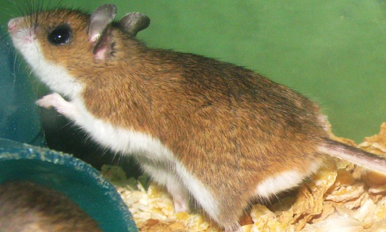 Gambar close-up dari tikus rusa yang ditahan.