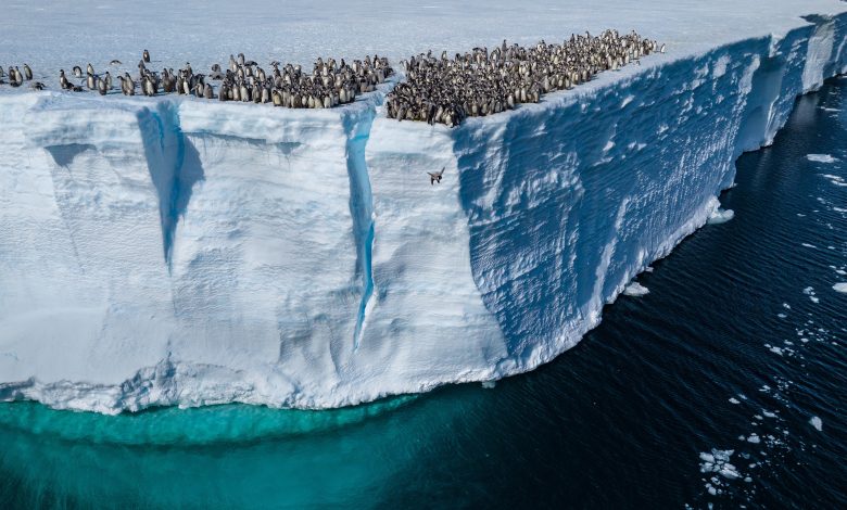 Kaisar Penguin Chicks 'Base-Jumping' dari rak es di Atka Bay, Antartika.