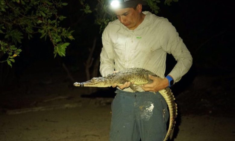 Para ilmuwan menemukan 2 spesies baru buaya bersembunyi di depan mata
