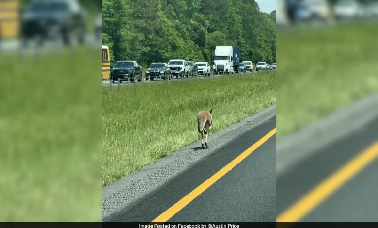 Kanguru 'sheila' menyebabkan kecelakaan mobil di jalan raya AS, polisi terus mengejar