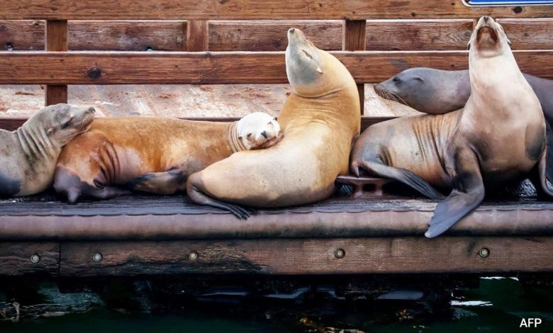 Singa laut menyerang manusia di California Selatan. Inilah alasannya