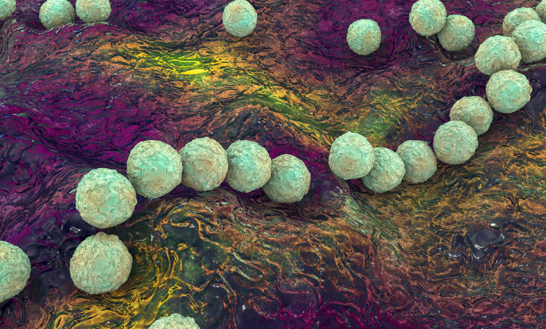 Ilustrasi komputer 3D dari bakteri bola, Streptococcus pyogenes, atau kelompok-A Streptococcus, bakteri.