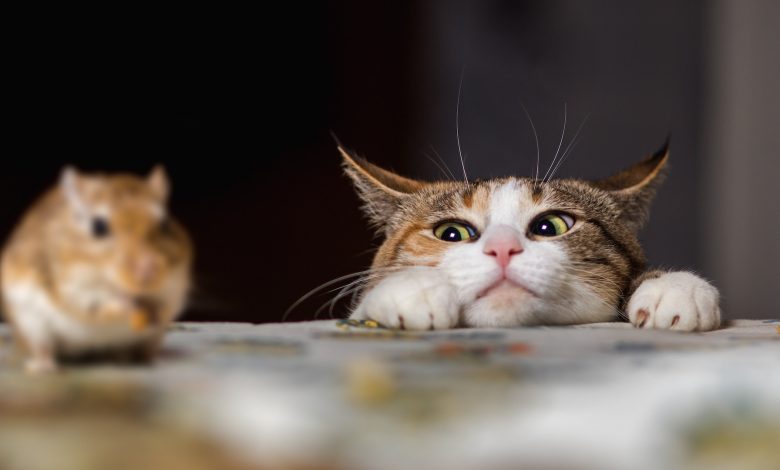 Mengapa kucing membawa pulang binatang mati?