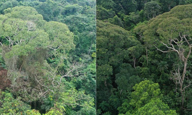 Pohon Dipteryx Oleifera tepat setelah disambar petir pada 2019 (kiri) versus dua tahun kemudian (kanan).