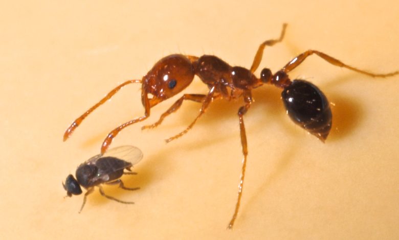 Lalat phorid (kiri), Pseudacteon cultellatus, sekitar 1 mm panjang, dan semut api impor merah (kanan), Solenopsis Invicta, sekitar 3 mm panjangnya.