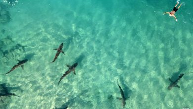 Hiu 'Alpha Predator', manusia berbenturan di pantai Israel