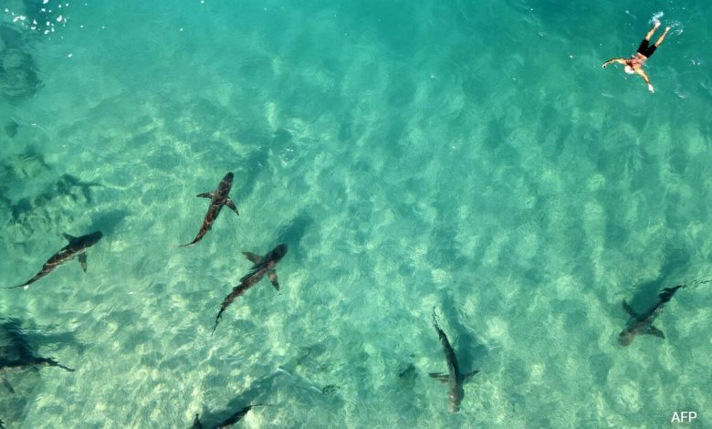 Hiu 'Alpha Predator', manusia berbenturan di pantai Israel