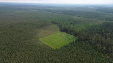 Pemandangan udara dari lahan yang dipulihkan yang menunjukkan pembentukan lumut