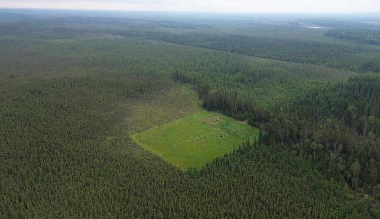 Pemandangan udara dari lahan yang dipulihkan yang menunjukkan pembentukan lumut