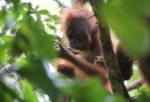 Orangutan remaja liar bernama Eden memanipulasi kayu. © S. Vilela