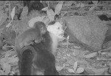 Monyet Capuchin menculik Bayi Howlers. Tapi kenapa? - YouTube