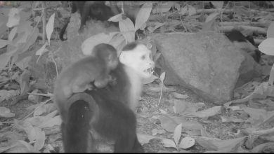 Monyet Capuchin menculik Bayi Howlers. Tapi kenapa? - YouTube