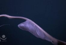 Pelican Eel terlihat setelah makan di Kosta Rika Deep Dive - YouTube