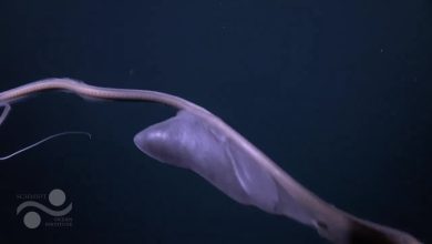 Pelican Eel terlihat setelah makan di Kosta Rika Deep Dive - YouTube