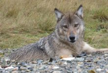 Wolf No. 202006 Ketika dia ditangkap dan dikerahkan untuk diteliti. Milik Gretch
