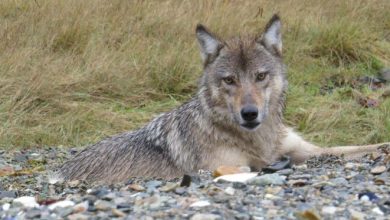 Wolf No. 202006 Ketika dia ditangkap dan dikerahkan untuk diteliti. Milik Gretch