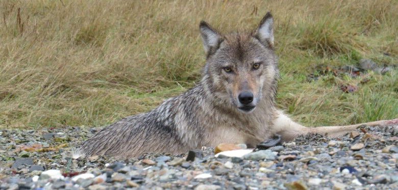 Wolf No. 202006 Ketika dia ditangkap dan dikerahkan untuk diteliti. Milik Gretch