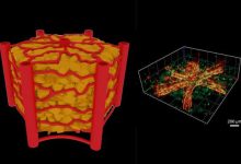 1/2 gambar representasi skematis dari lobulus hepatik (kiri) dan 3D tampilan th