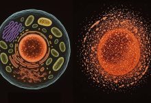 Sel dan sel yang sehat yang dipengaruhi oleh nekrosis