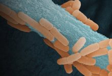 Ligilactobacillus murinus (oranye) di sepanjang hifa jamur patogen ASP