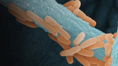 Ligilactobacillus murinus (oranye) di sepanjang hifa jamur patogen ASP